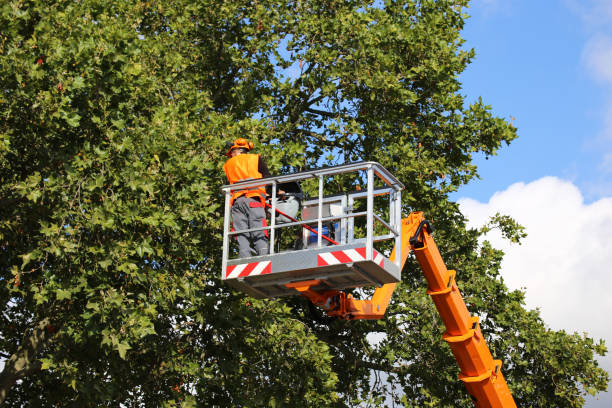 Why Choose Our Tree Removal Services in Muleshoe, TX?