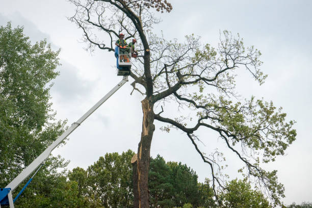 Best Lot and Land Clearing Services  in Muleshoe, TX