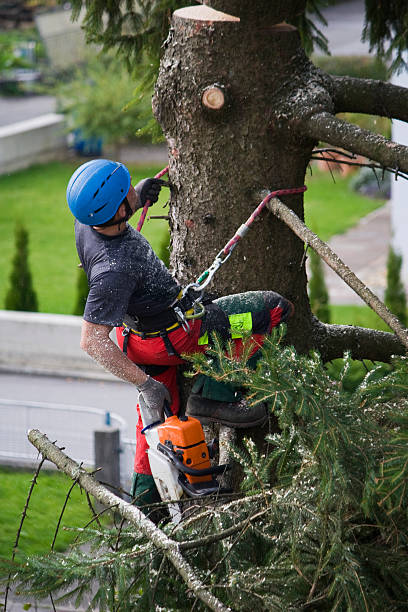 Best Tree Cabling and Bracing  in Muleshoe, TX